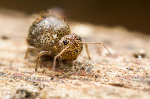 Allacma fusca